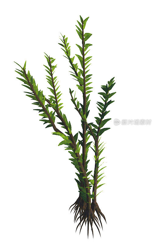 Dicroidium sp植物
